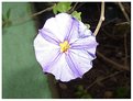 Picture Title - purple flower
