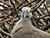 Dove in Bush
