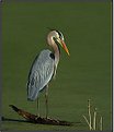 Picture Title - Great Blue Heron