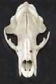 Picture Title - BEAR SKULL