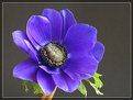 Picture Title - Blue Anemone