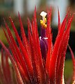 Picture Title - Tsilandia in bloom