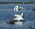 'giant white swans in maryland II'