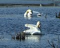 Picture Title - 'giant white swans in maryland II'
