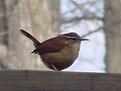 Picture Title - Carolina Wren.