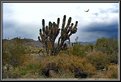 Picture Title - The Sonora Desert