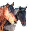 Picture Title - horses