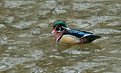 Picture Title - Wood duck