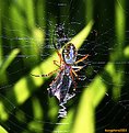 Picture Title - the Ordinary Spider : at Lunch