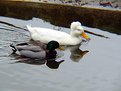 Picture Title - Duck with a Perm!