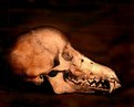 Picture Title - Skull