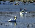 Picture Title - 'giant white swans in maryland III'