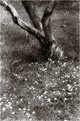 Picture Title - Flowers and a twisted tree