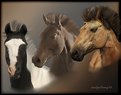 Picture Title - Horse Sense