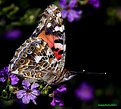 Picture Title - the Ordinary Butterfly