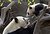 Panda with Baby