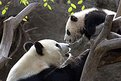 Picture Title - Panda with Baby