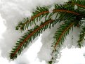 Picture Title - Snow on the pine branchlet