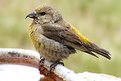 Picture Title - CROSSBILL