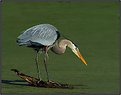 Picture Title - Great Blue Heron