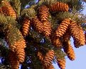 Picture Title - Pine Cones