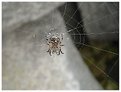 Picture Title - spider