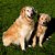 Spirit & Sunshine, Golden Retrievers