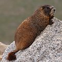 Picture Title - Yellow bellied marmot enjoying the day