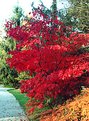 Picture Title - Red Maple tree