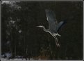 Picture Title - Flying Heron