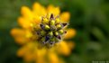 Picture Title - Star Flower