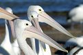 Picture Title - Pelicans