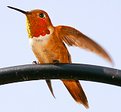 Picture Title - Male Rufous Hummingbird