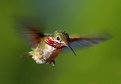 Picture Title - Male Calliope Hummingbird