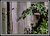 Shed Door with Climbing Prickly Bramble.