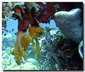 Picture Title - Truk Lagoon soft Corals
