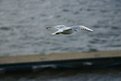 Picture Title - seagull
