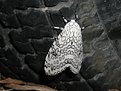 Picture Title - Moth at Rest