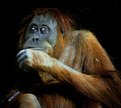 Picture Title - Young Female Orangutang