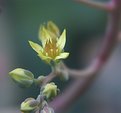 Picture Title - Yellow Succulent Flower
