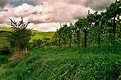 Picture Title - Cloudy Vineyard