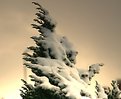 Picture Title - a snowy fir tree