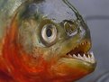 Picture Title - Piranha