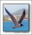 Picture Title - Seagull in Flight
