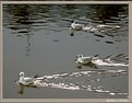 Picture Title - mouettes 2
