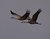 Sandhill Cranes flying information