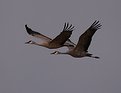 Picture Title - Sandhill Cranes flying information