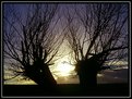 Picture Title - tree-twins in the lait ligth
