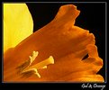 Picture Title - Yellow & Orange