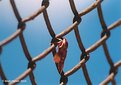 Picture Title - Moth on Sydney Harbour Bridge